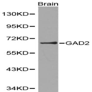 GAD2 pAb avatar
