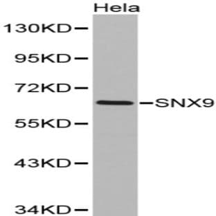 SNX9 pAb avatar