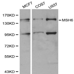 MSH6 pAb avatar