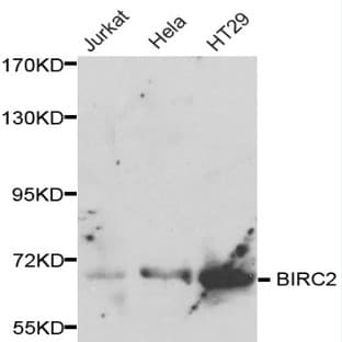 BIRC2 pAb avatar