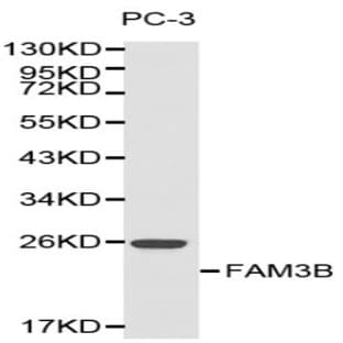 FAM3B pAb avatar