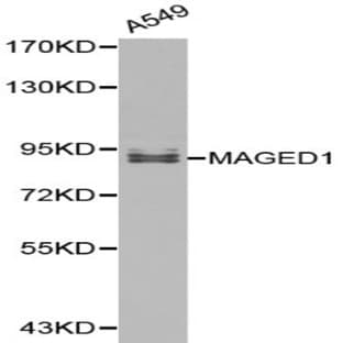 MAGED1 pAb avatar