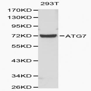 C19orf10 pAb avatar