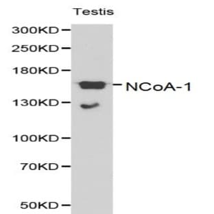NCoA-1 pAb avatar