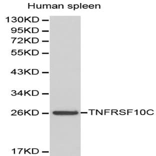 TNFRSF10C pAb avatar
