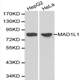 MAD1L1 pAb avatar