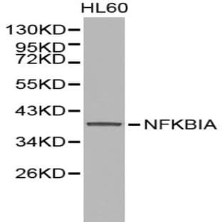 IkB-(alpha)/NFKBIA pAb avatar