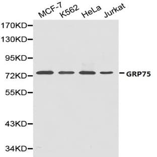 GRP75 pAb