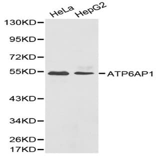 ATP6AP1 pAb avatar