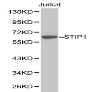 STIP1 pAb avatar