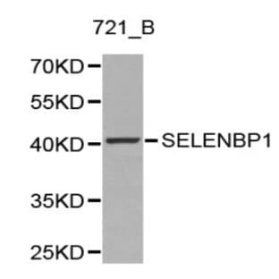 SELENBP1 pAb avatar