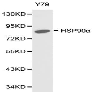 HSP90(alpha) pAb avatar