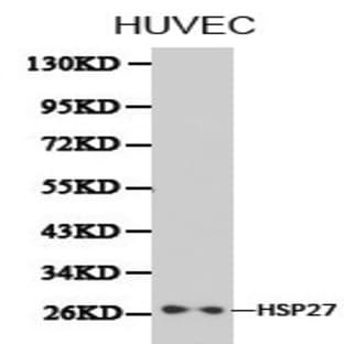 HSP27 pAb avatar