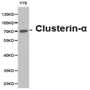 Clusterin-(alpha) pAb