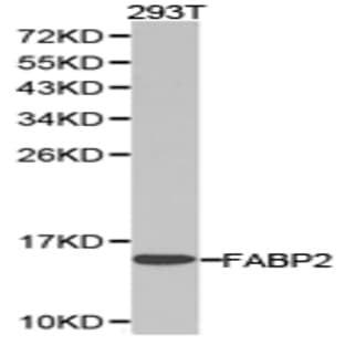FABP2 pAb