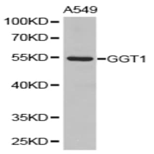 GGT1 pAb