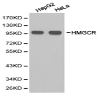 HMGCR pAb