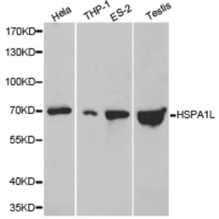 HSPA1L pAb avatar