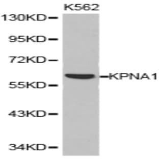 KPNA1 pAb