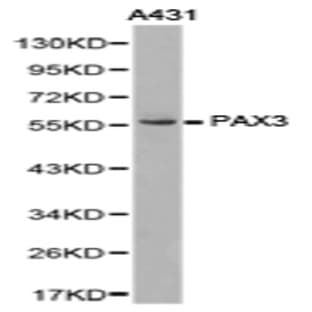 Pax-3 pAb avatar