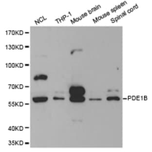 PDE1B pAb avatar