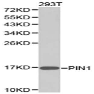 PIN1 pAb avatar