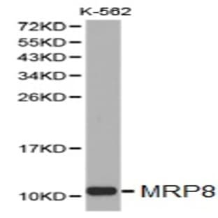 MRP8 pAb avatar