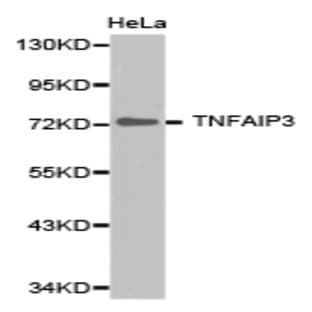 TNFAIP3 pAb avatar