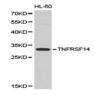TNFRSF14 pAb avatar