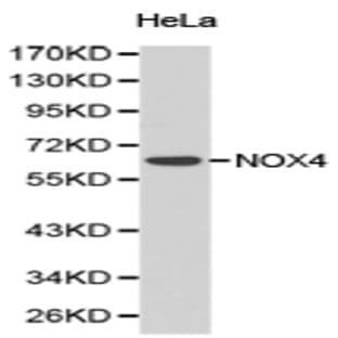 NOX4 pAb