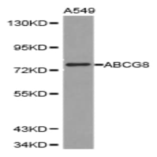 ABCG8 pAb avatar