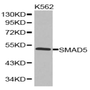 Smad5 pAb avatar