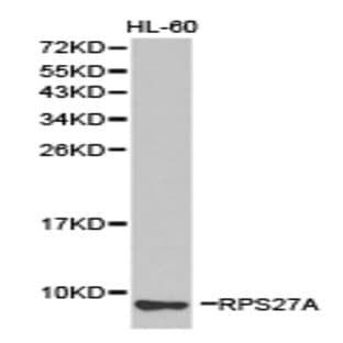 RPS27A pAb avatar