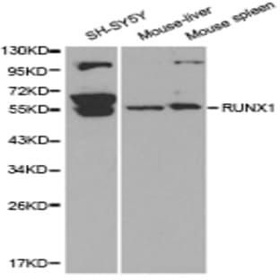 RUNX1 pAb avatar