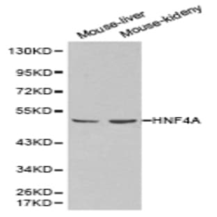 HNF4(alpha) pAb