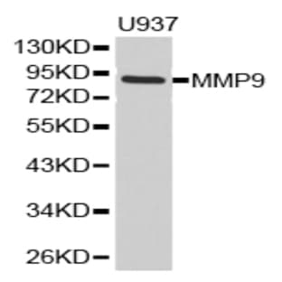 MMP9 pAb avatar