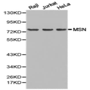 Moesin / MSN pAb avatar