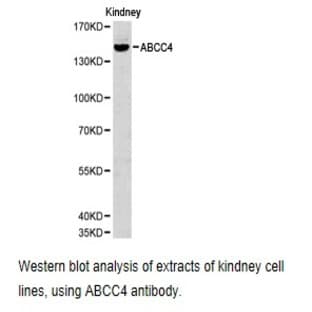 ABCC4 pAb avatar