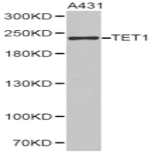 TET1 pAb avatar
