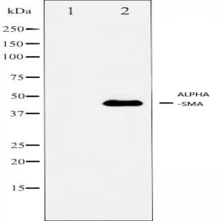 (alpha)-SMA pAb avatar