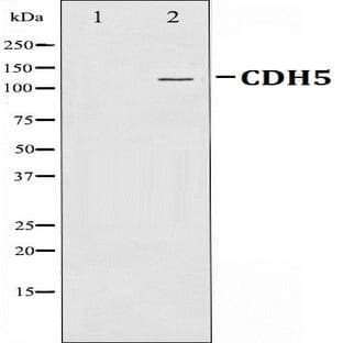 VE-Cadherin pAb avatar