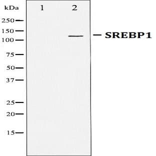 SREBP-1 pAb avatar