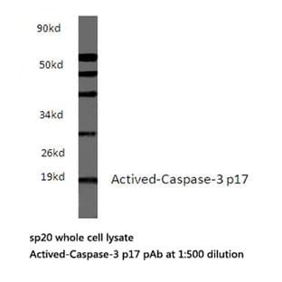 Actived-Caspase-3 p17 pAb avatar