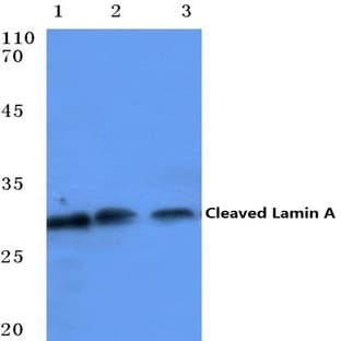 Cleaved-Lamin A (D230-) pAb avatar