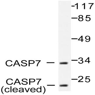 Actived-Caspase-7 p20 (D198) pAb avatar