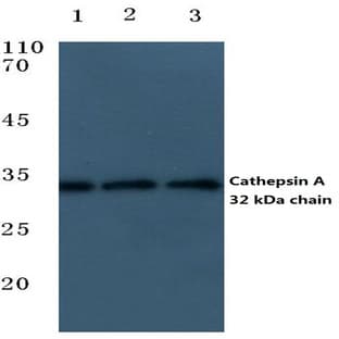 Cleaved-Cathepsin A (R326) pAb avatar