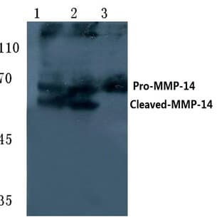 Cleaved-MMP-14 (Y112) pAb avatar