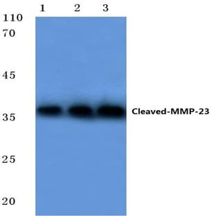 Cleaved-MMP-23 (Y79) pAb avatar