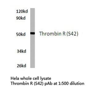 Thrombin R (S42) pAb avatar