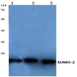 SUMO-2 (G93) pAb avatar